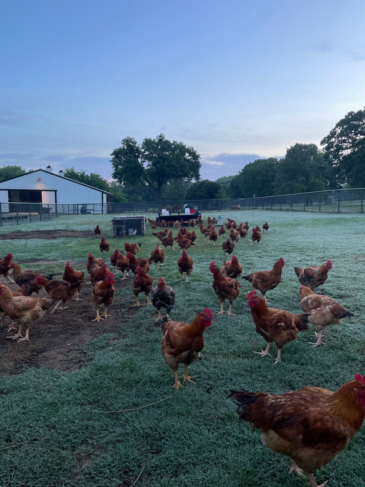 Free Range Chicken cost per Pound